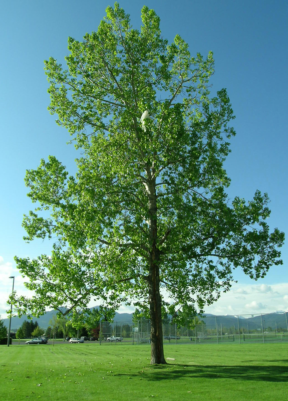 Tree struck by lightning