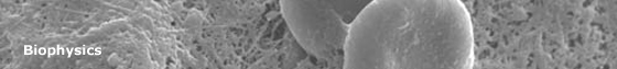 SEM image of red blood cells on herniated tissue