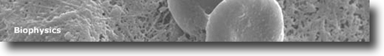 SEM image of red blood cells on herniated tissue
