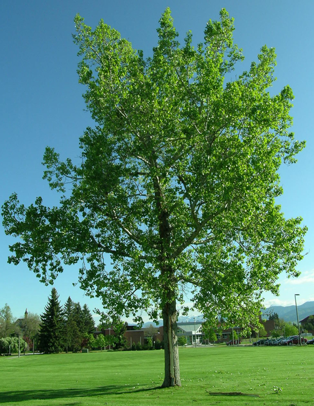 Tree struck by lightning