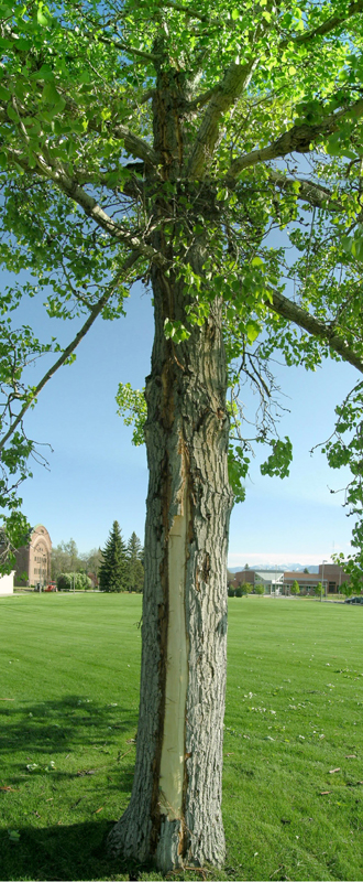Tree struck by lightning