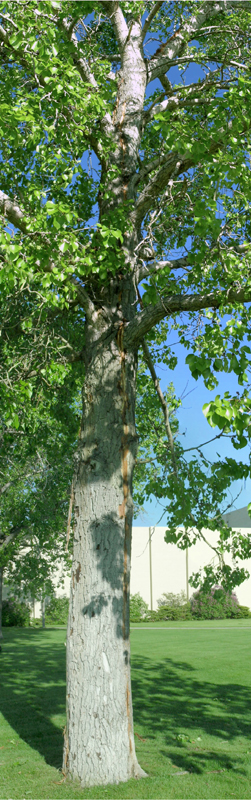 Tree struck by lightning