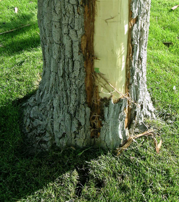Tree struck by lightning