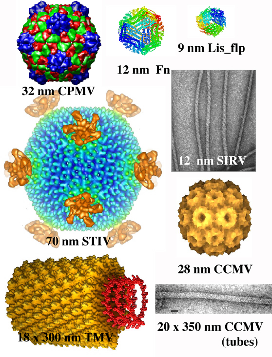 protein cages